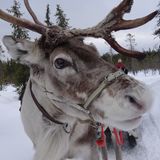 Rentier in Finnland
