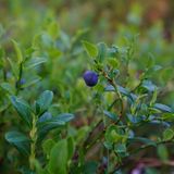 Waldbeere in Finnland