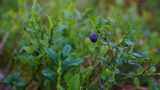 Waldbeere in Finnland