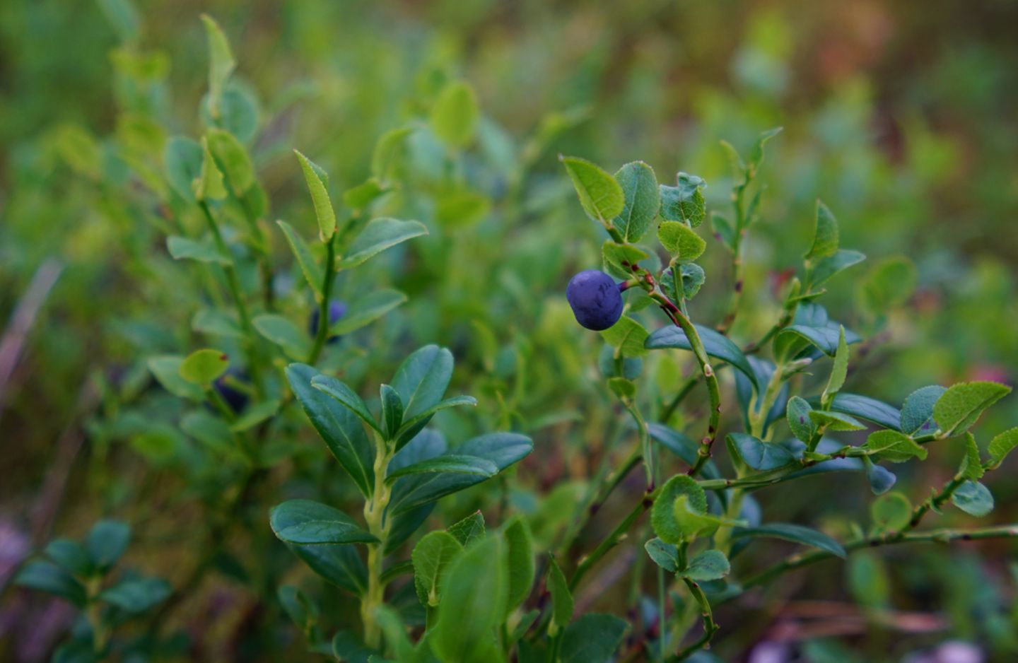 Waldbeere in Finnland