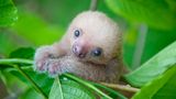 Baby-Faultier