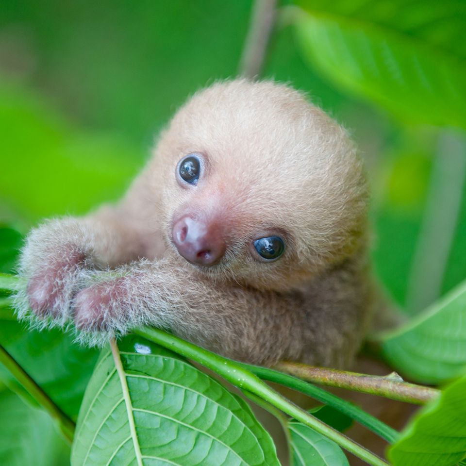 Baby-Faultier