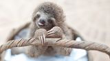 Baby-Faultier