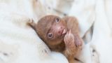 Baby-Faultier