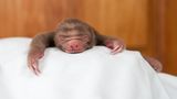 Baby-Faultier
