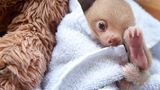 Baby-Faultier