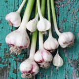 Knoblauch