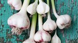 Knoblauch