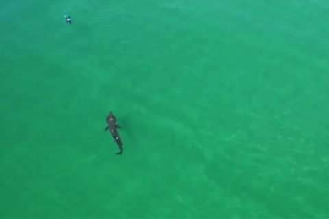 Riesenhai vor Schottland