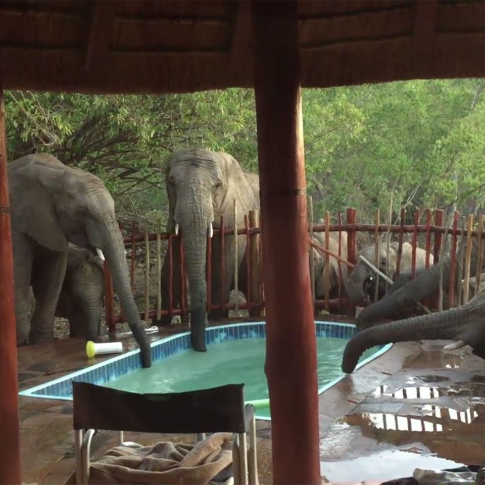 Elefanten trinken am Pool in Südafrika