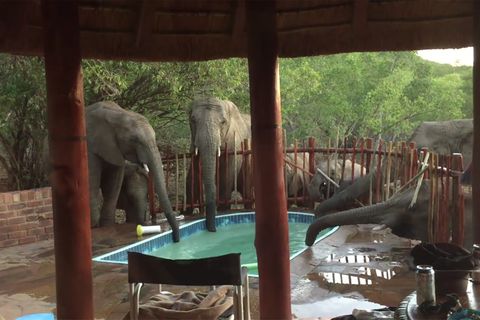 Elefanten trinken am Pool in Südafrika