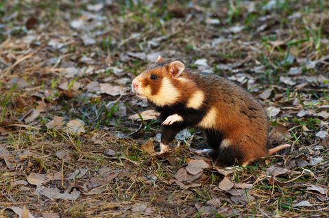 Feldhamster (Cricetus cricetus)