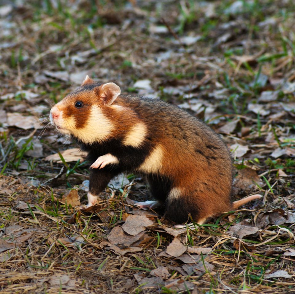 Feldhamster (Cricetus cricetus)