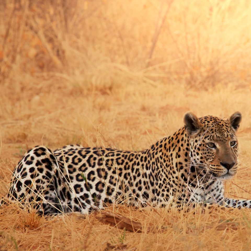 Leopard in der Savanne