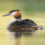 Haubentaucher mit Kücken