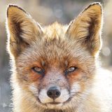 Fuchs