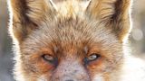 Fuchs