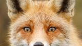 Fuchs