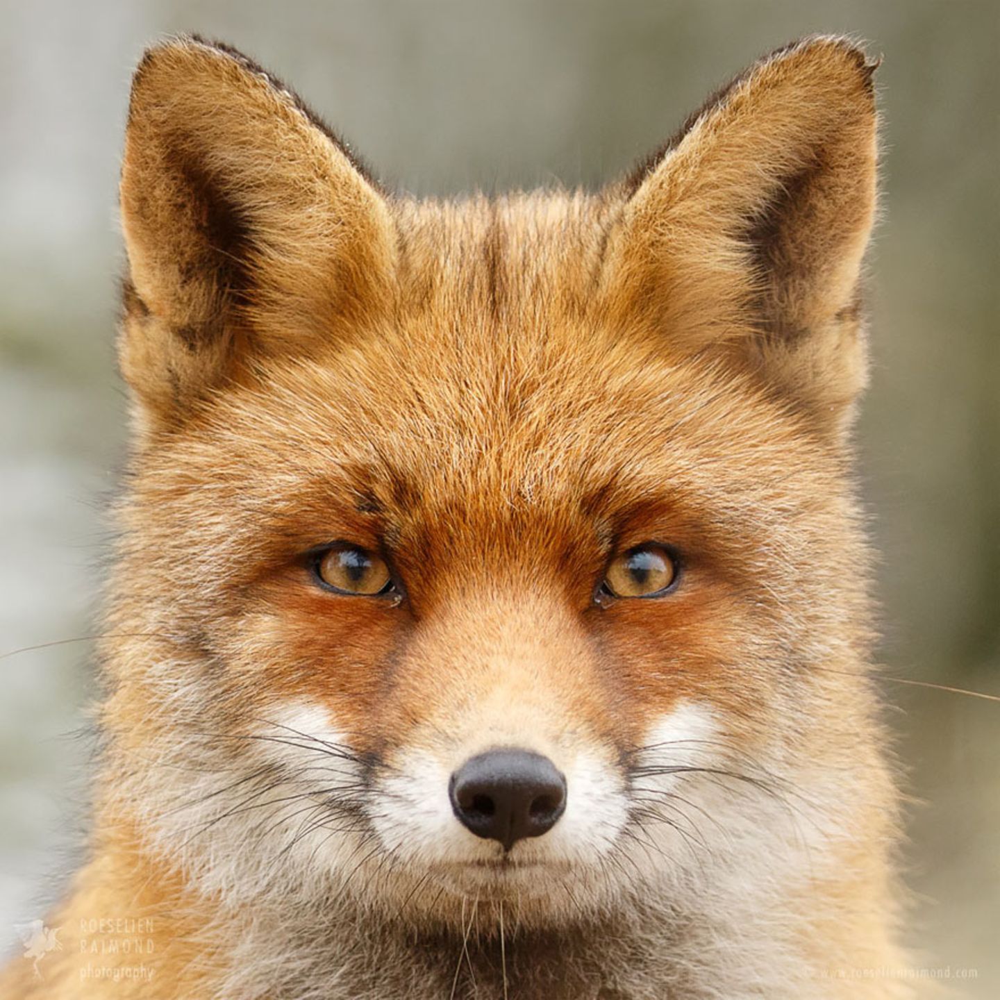 Füchse in Nahaufnahme: Fotografin zeigt: Jeder Fuchs hat seinen eigenen  Charakter - Bild 9 - [GEO]