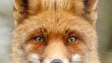 Fuchs