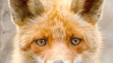 Fuchs