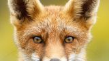 Fuchs
