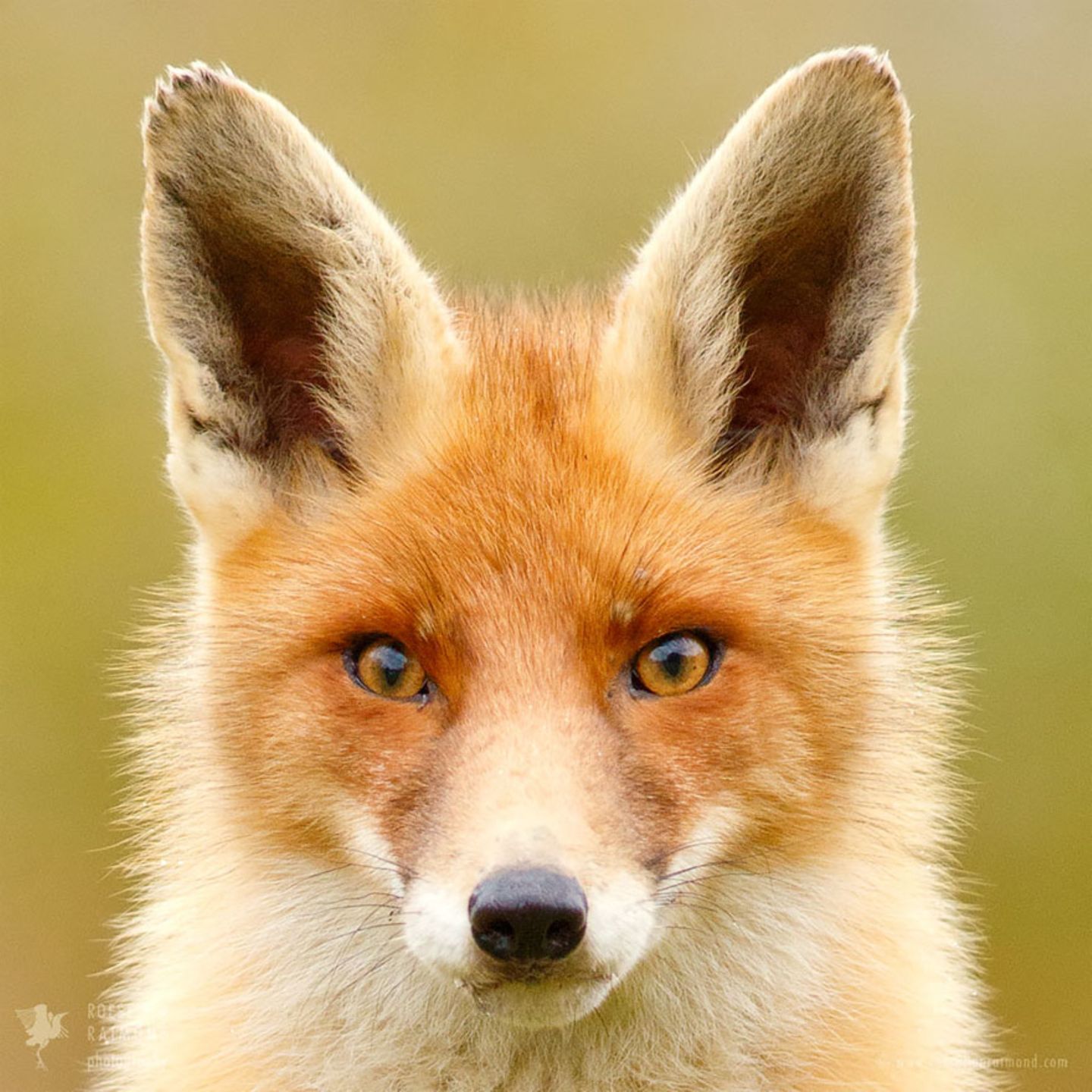 Fuchs