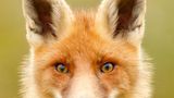 Fuchs