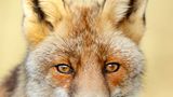 Fuchs