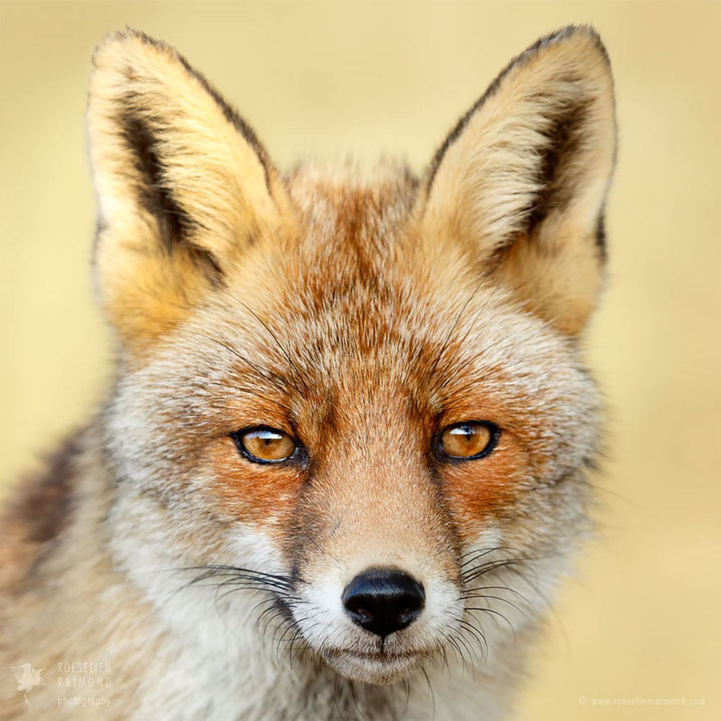 Fuchs