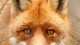 Fuchs