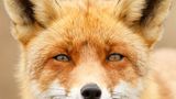 Fuchs