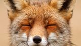 Fuchs