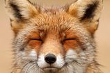 Fuchs