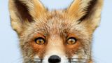 Fuchs