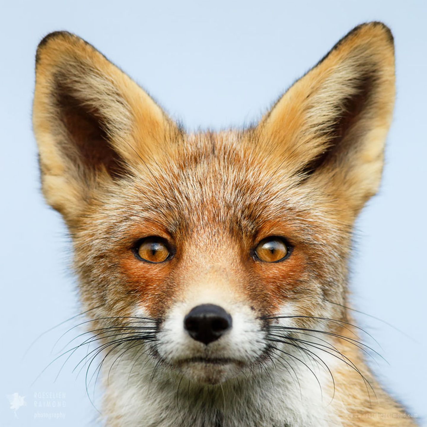 Fuchs