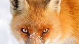 Fuchs