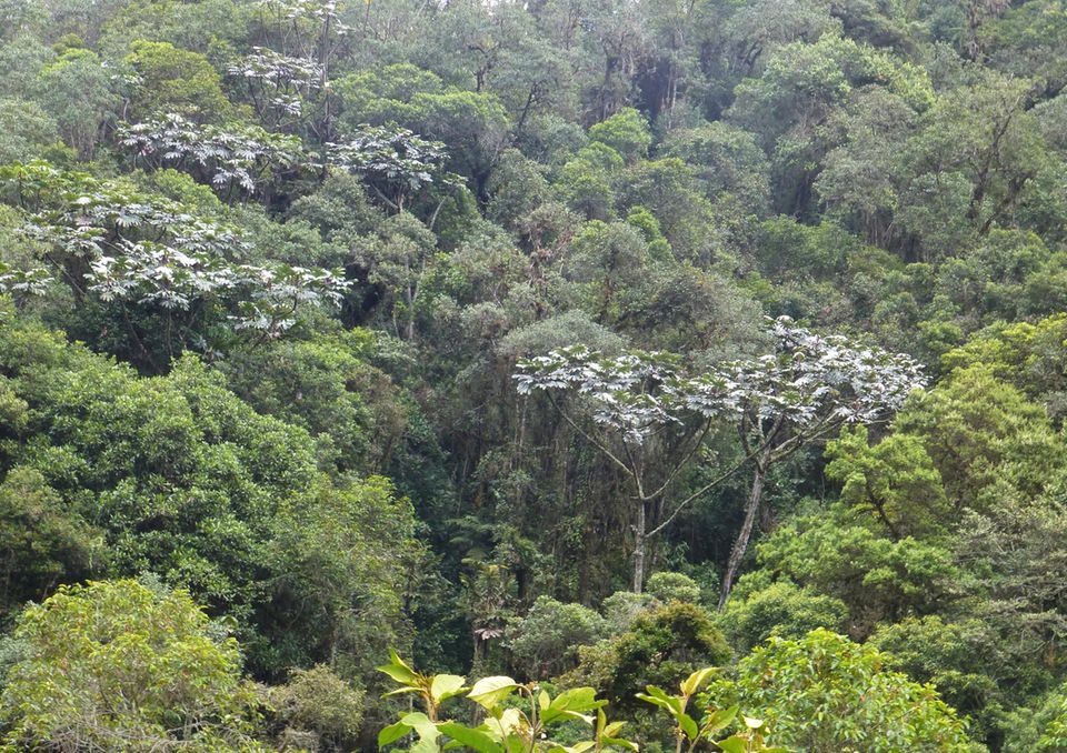 Ecuador: Der Guarumbo, eine für die Region typische Baumart, ist aufgrund seiner auffälligen, silbrigen Laubblätter schon aus der Ferne zu erkennen