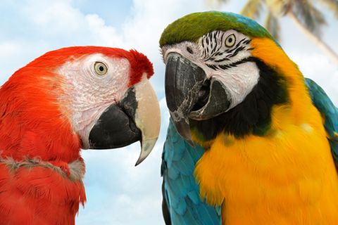 Tierlexikon: Papageien - von Kopf bis Fuß