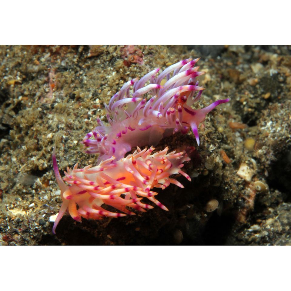 Nacktkiemer, Nacktschnecke