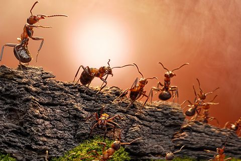 Tiere: Insekten