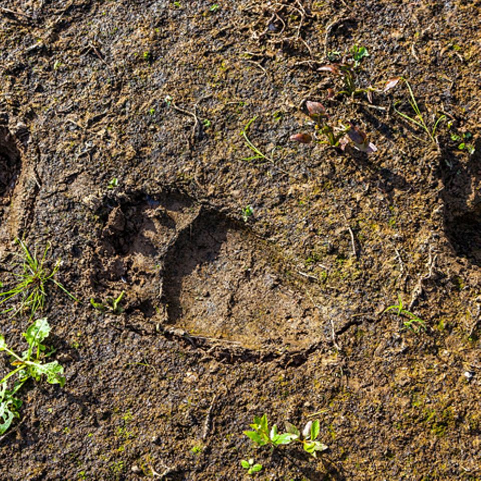 Tierwelt: Wolf oder Hund?