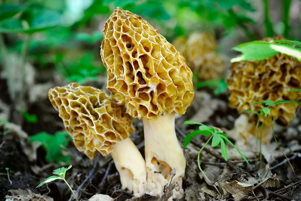 Goldene Regeln: Pilze sammeln - so gelingt es