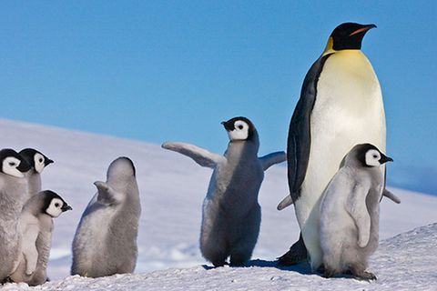 Brillenpinguine: Die Pinguinretter