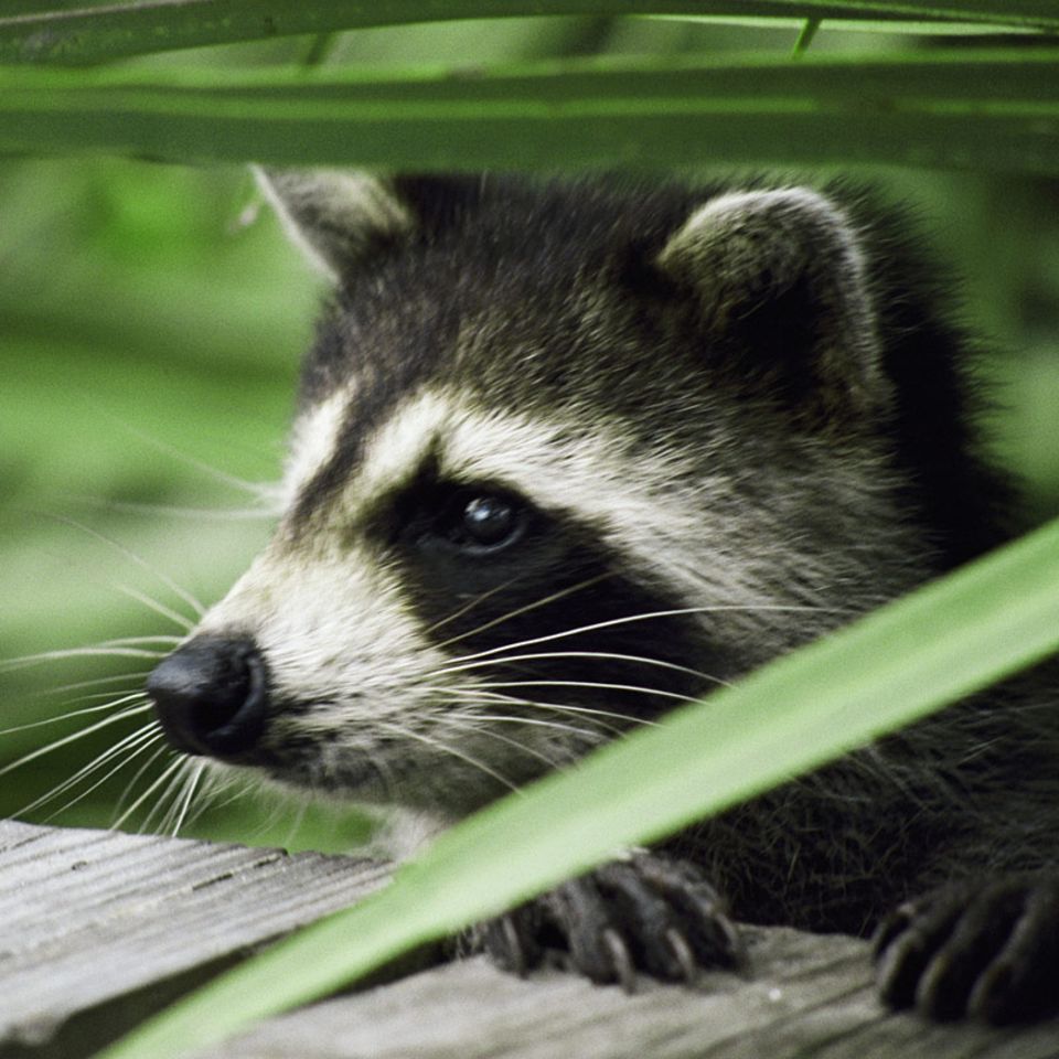 Video: Wenn eingewanderte Tierarten zum Problem werden