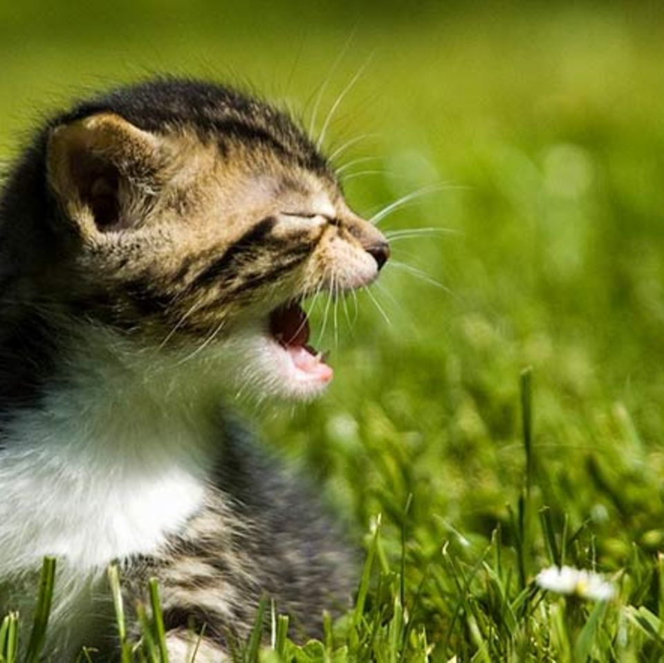 Katzen: Katzensprache verstehen