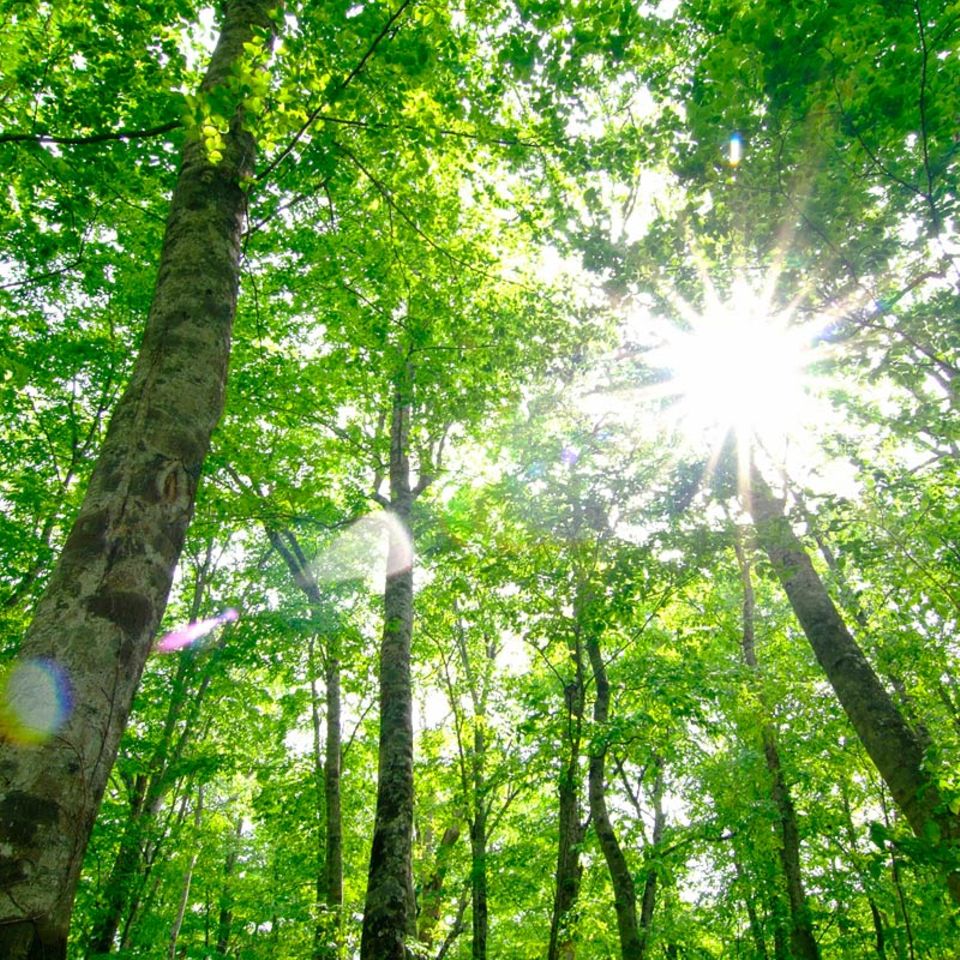 Deutschlandkarte: Wo es in Deutschland noch richtige Wildnis gibt