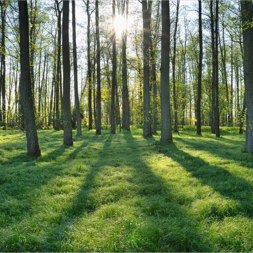 Umweltschutz: Waldsterben: Hysterie oder Weckruf?