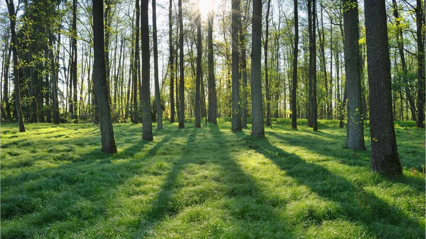 Quiz Wissenstest Der deutsche Wald [GEO]