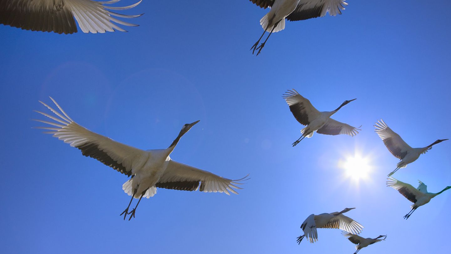 Белые журавли улетающие в небо. Перелетные птицы в полете. Стая журавлей. Клин журавлей в небе. Птицы улетают.